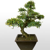 Bonsai Ulmeiro da China 35 anos